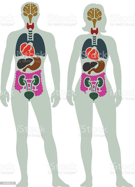 Woman doctor with human internal organs line icons set. Human Internal Organ Diagram Stock Illustration - Download ...