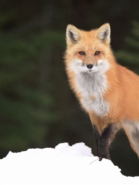 National Geographic Red Fox