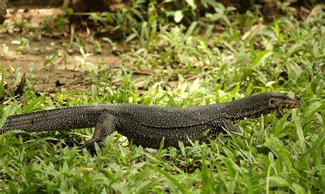 Monitor Lizards Unsung Dragons Of The Indian Subcontinent Roundglass