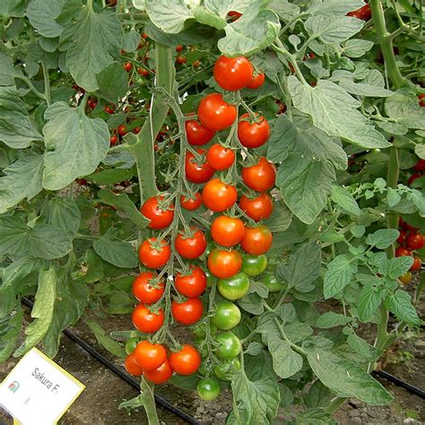Yard Garden And Outdoor Living Tomato Seeds 50 Cherry Tomato Red Cascade