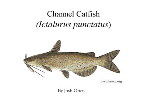 Channel Catfish Ictalurus Punctatus