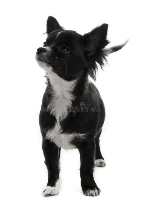 Black And White Chihuahua Isolated On White Stock Image Image Of