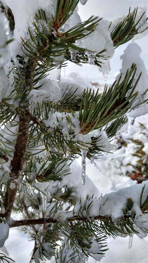 Free Images Branch Snow Winter Frost Evergreen Weather Fir