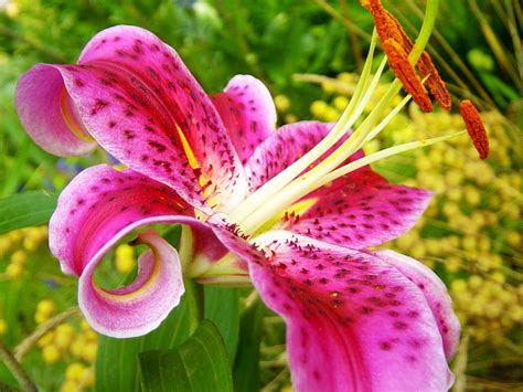 Beautiful Lily Flower Wallpapers The Wondrous Pics