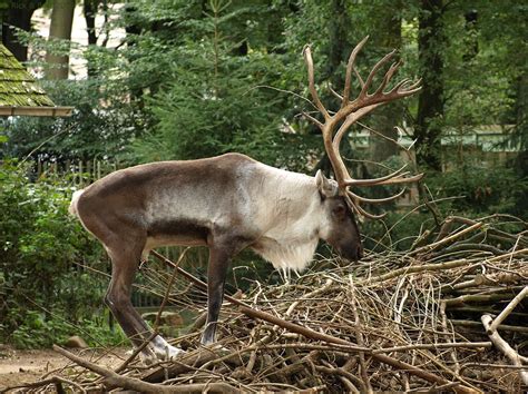 Finnish Forest Reindeer Finnish Forest Reindeer R Tarand Flickr
