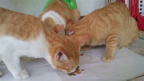 Opening the mouth with one hand and popping he tablet down with the other sounds simple in theory and looks simple in photos and diagrams, but the average cat is not. Cat Feeding - YouTube