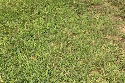 Is Your St Augustine Grass Turning Yellow What Are The Causes And