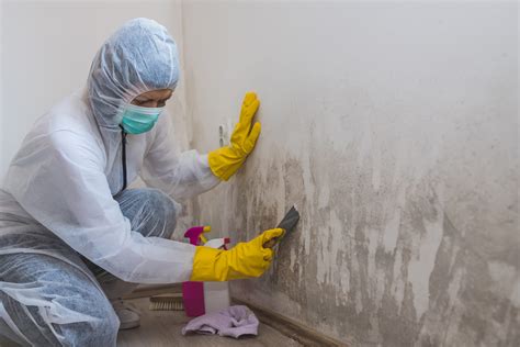 Mold Inspectors In Atlanta Professional Mold Removal Nacasb