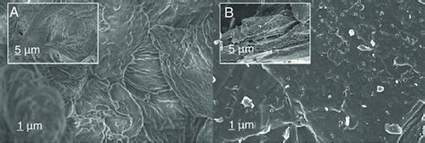 Fesem Micrographs Of Bare Chitosan A And Its Char C800 B Insets