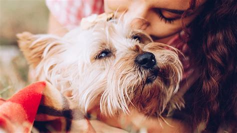 Las 15 Razas De Perros Pequeños ¡más Conocidas Hogarmania