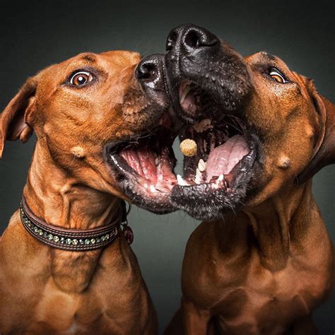 20 Wonderful Facial Expressions Of Dogs Trying To Catch