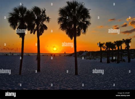 Sunset Over Clearwater Florida Beach Palm Trees And Seagulls Stock