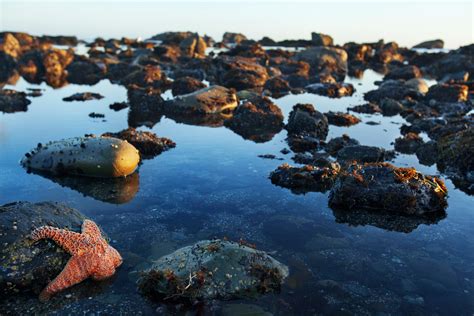 Tide Pooling Discoveries The Santa Barbara Independent