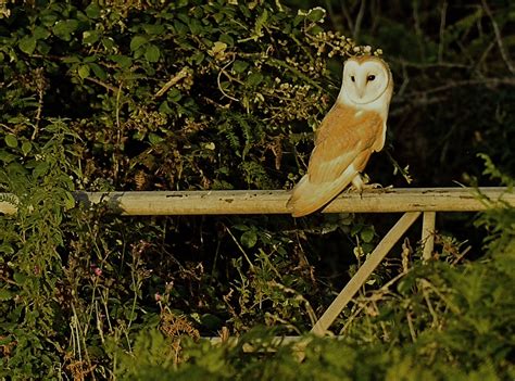 Alan James Photography Barn Owls Hunting