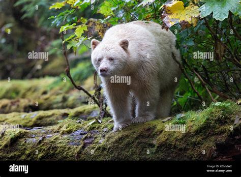 Spirit Bear Ursus Americanus Kermodei Male Great Bear Rainforest