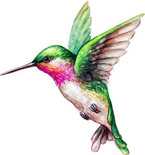 Hummingbird Colors Hummingbird Drawing Watercolor Hummingbird