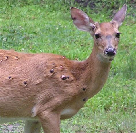 Njdep Division Of Fish And Wildlife Deer Fibromas Warts