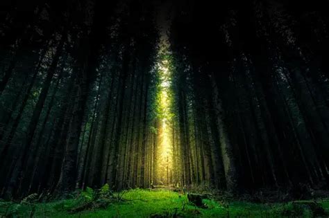 Mystical Woods Pictures Download Free Images On Unsplash