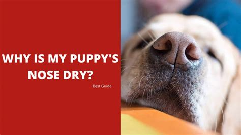 Why Is My Puppys Nose Dry Best Guide 2023 Dog Fluffy