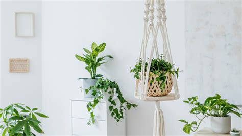 Steps For Successfully Suspending Plants From The Ceiling