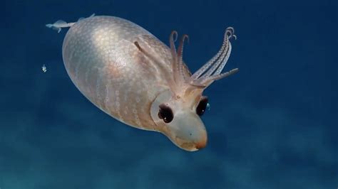 Bloated 'piglet squid' captured on film | Fox News