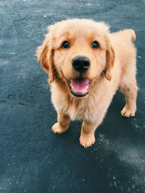 17 Best Images About Golden Retriever Names On Pinterest Lab Puppies