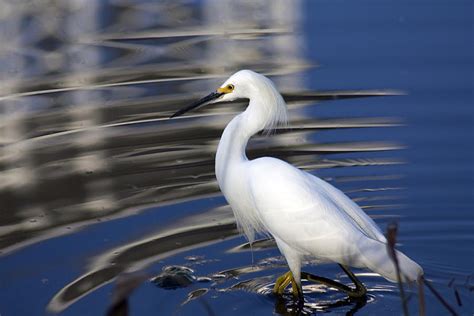 White Egret At Celebration Florida Photograph By Carl Purcell Fine