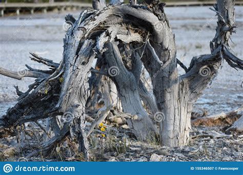 Fiori a coppa, grandi, nel bianco, rosa o porpora. Albero Contorto Morto Con I Piccoli Fiori Gialli Nel Letto ...