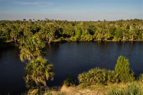 Free Images Landscape Tree Water Nature Forest Grass Marsh