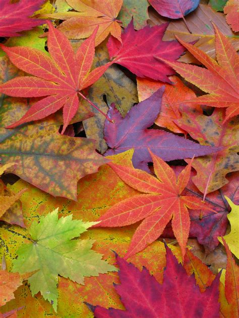 Image Gallery A Rainbow Of Fall Leaves Live Science