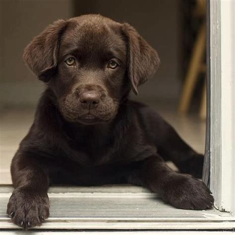 I asked this question 12 years ago before bringing home my first puppy, linus from the carson animal shelter. beautiful brown Lab | Lab puppies, Puppies, Chocolate lab ...