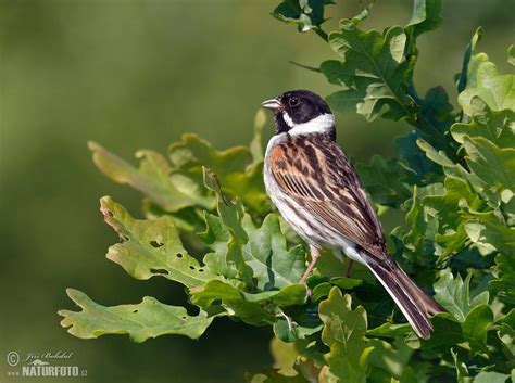 Reed Bunting Photos Reed Bunting Images Nature Wildlife Pictures