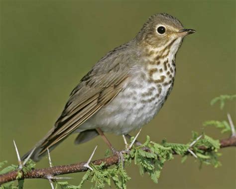 North Carolina Mountain Birds Swainsons Thrush
