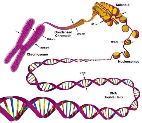 Chromosome Structure Chromosome Chromosome Structure Structural Biology