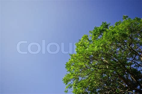 Green Tree On Blue Sky Stock Image Colourbox