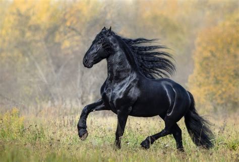 Horse price is up ? Friesian Horse Price - How Much Does It Cost?