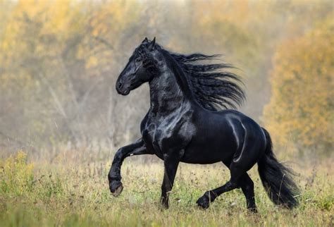 The friesian is a breed that originated in friesland, netherlands. Friesian Horse Price - How Much Does It Cost?