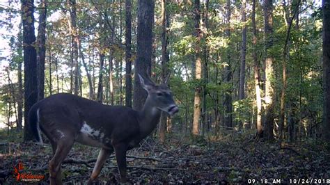 Piebald Whitetail Deer Video N1 Outdoors Youtube
