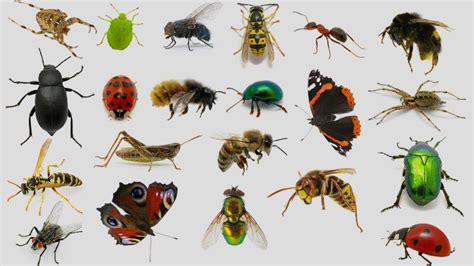 insects - SAPeople - Your Worldwide South African Community