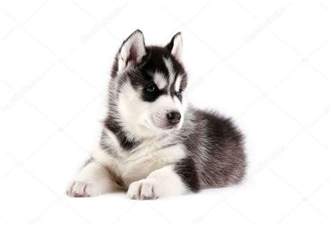 Siberian Husky Puppy — Stock Photo © Sbolotova 2278791