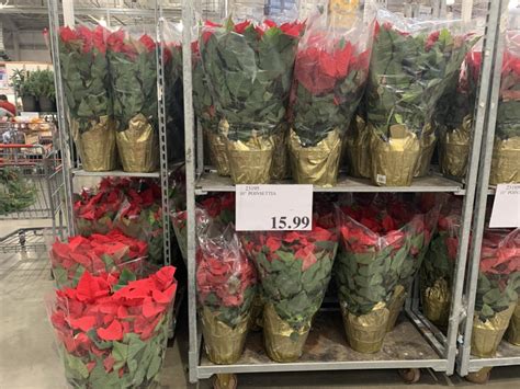 Costco Has Potted Christmas Poinsettias And Greenery From 1599