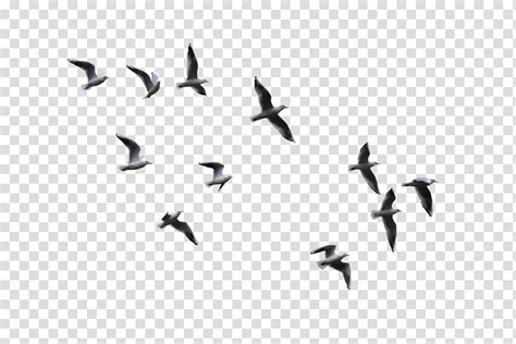 Bird Flight Gulls Flying Bird Low Angle View Of Flying Birds