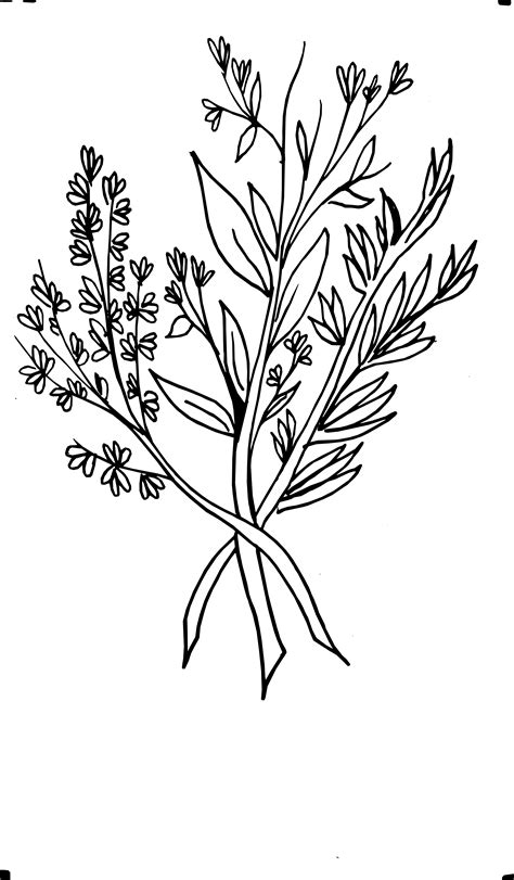 Plant Drawing Png Free Logo Image