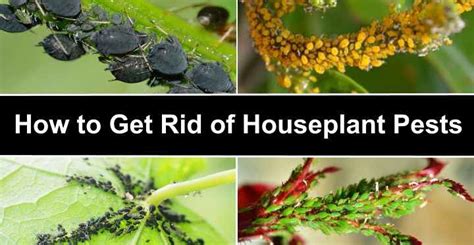 How To Get Rid Of Bugs In Houseplants Kill Bugs On Indoor Plants
