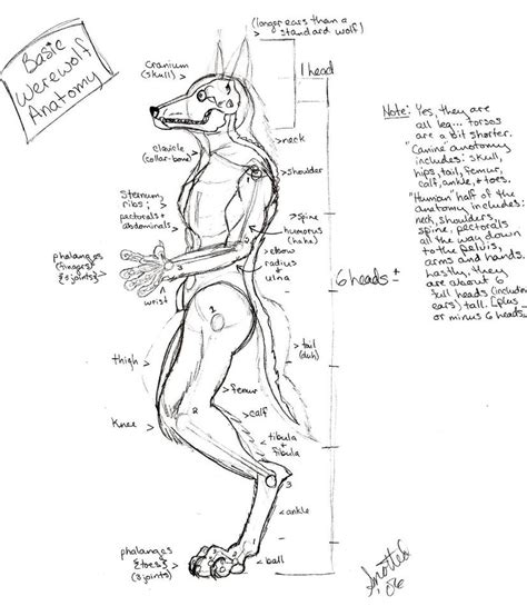 Basic Werewolf Anatomy By Snotted On Deviantart