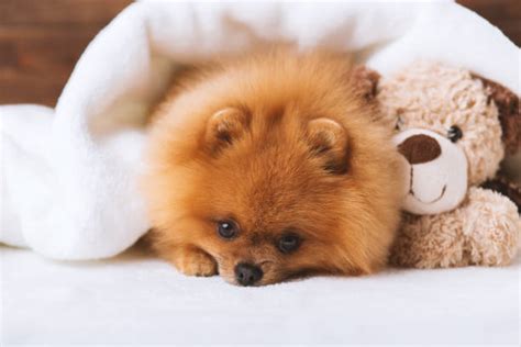 Feel free to post pictures and. Pics Of The Sad Face Puppy Stock Photos, Pictures ...