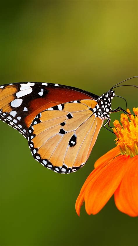 Iphone Rainbow Butterfly Wallpaper Hd ~ Hd Wallpaper