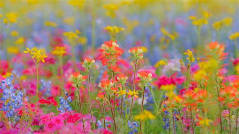 Wild About Wildflowers Adorama Wild Flowers Flower Pictures