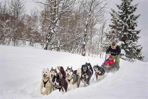 How Far Can Sled Dogs Travel In A Day