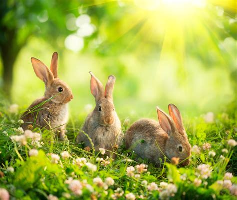 20 selected cute wallpaper rabbit you can get it for free aesthetic arena